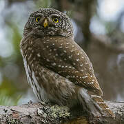 Eurasian Pygmy Owl