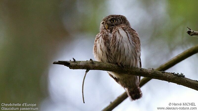 Eurasian Pygmy Owl female adult