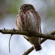 Eurasian Pygmy Owl