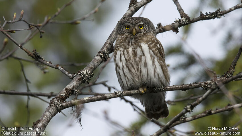 Eurasian Pygmy Owladult