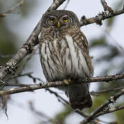 Eurasian Pygmy Owl