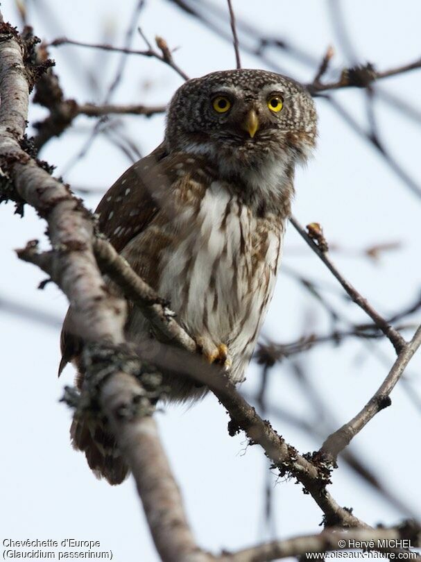 Eurasian Pygmy Owladult