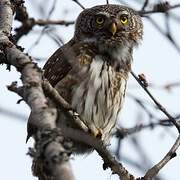 Eurasian Pygmy Owl