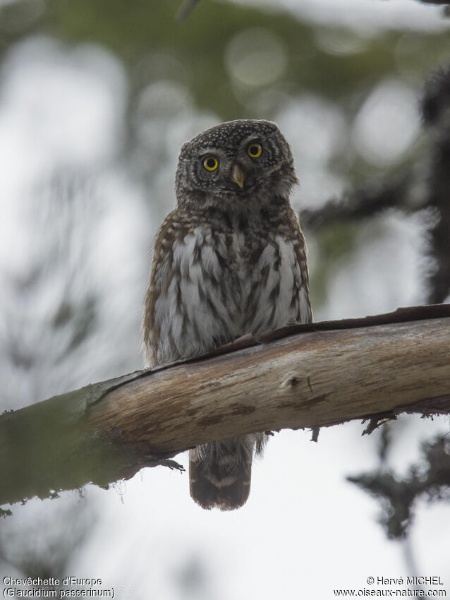 Eurasian Pygmy Owl