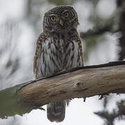 Eurasian Pygmy Owl