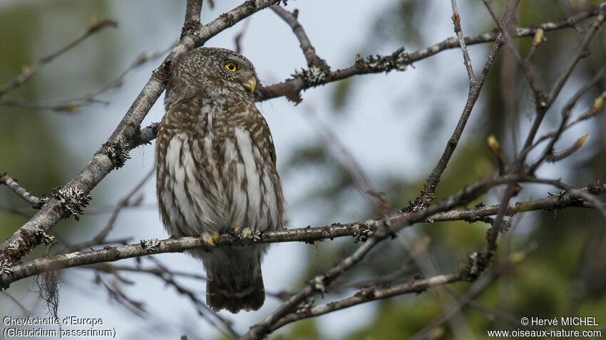 Eurasian Pygmy Owladult