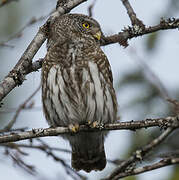 Eurasian Pygmy Owl