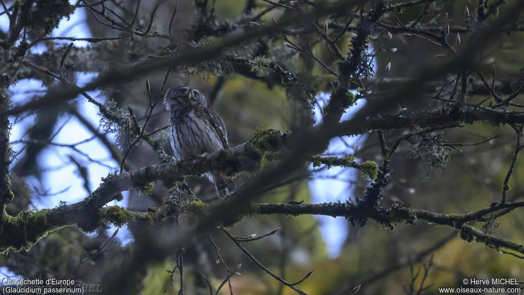 Eurasian Pygmy Owl