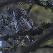 Eurasian Pygmy Owl