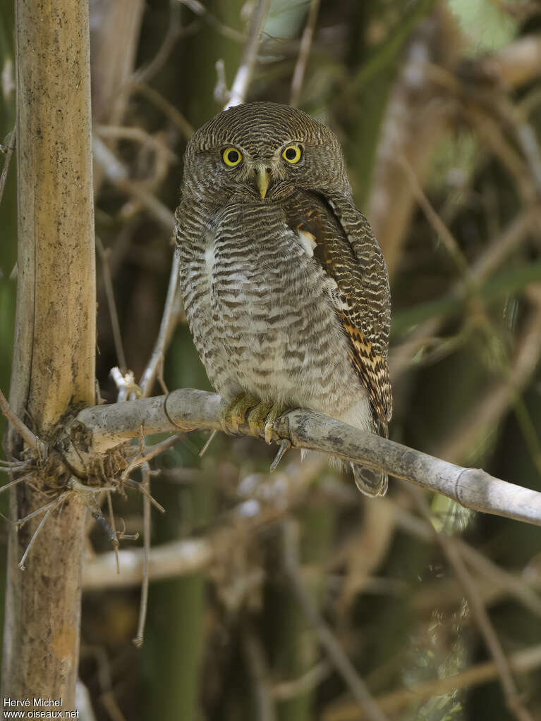 Jungle Owlet, identification