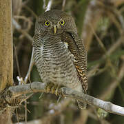 Jungle Owlet