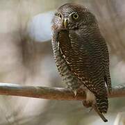 Jungle Owlet