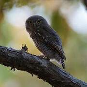 Jungle Owlet