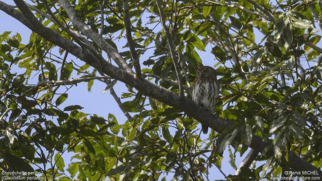 Pearl-spotted Owlet