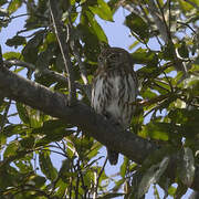 Pearl-spotted Owlet