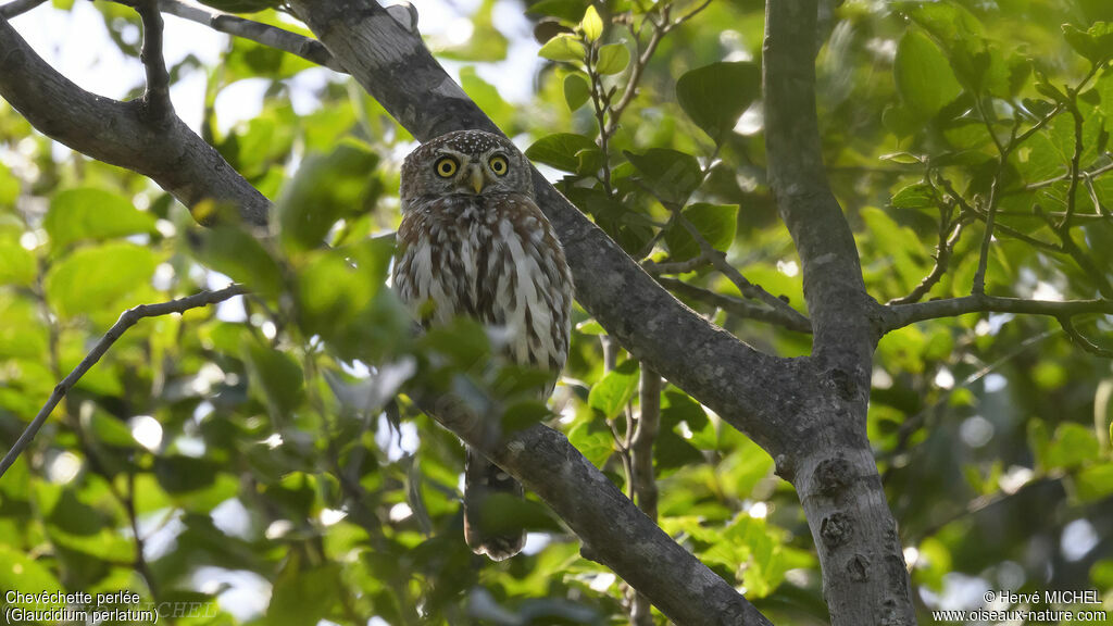 Pearl-spotted Owlet