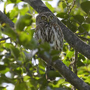 Pearl-spotted Owlet