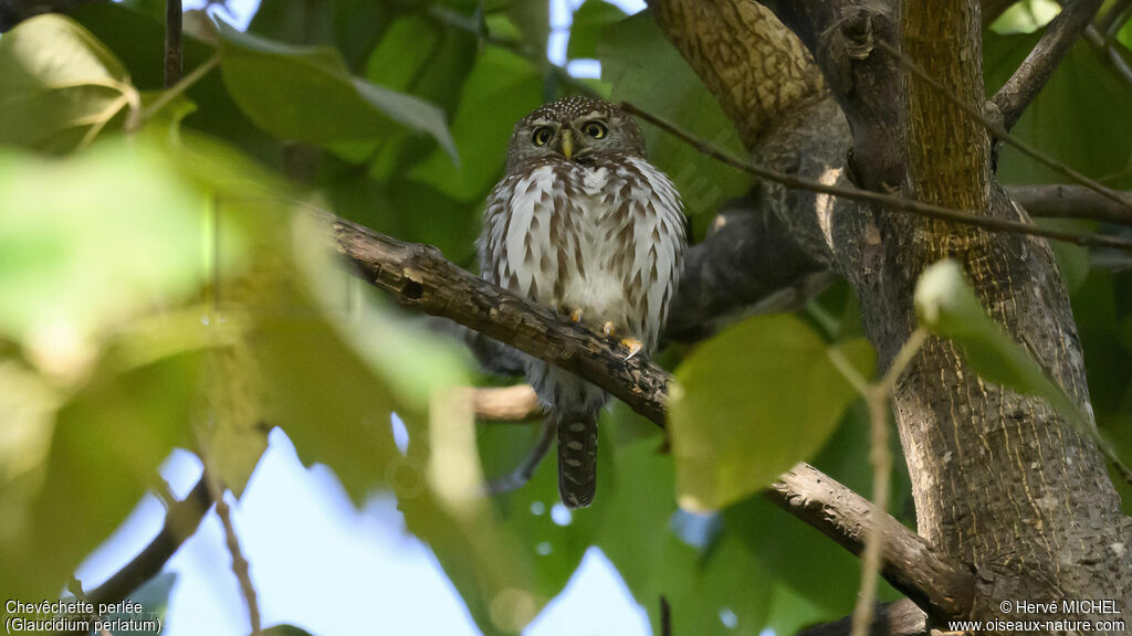 Pearl-spotted Owlet