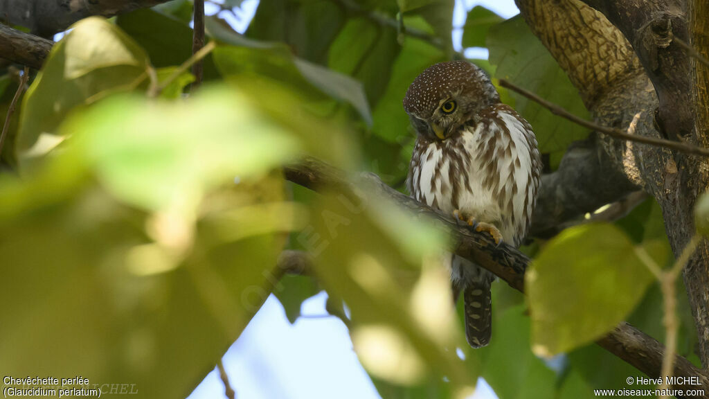 Pearl-spotted Owlet