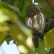 Pearl-spotted Owlet