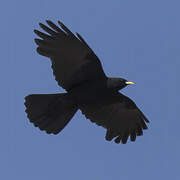 Alpine Chough