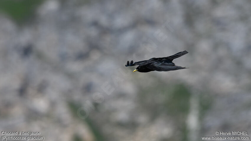 Alpine Chough