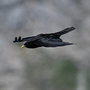 Alpine Chough