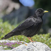 Alpine Chough