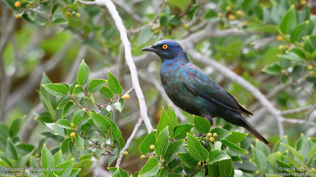 Choucador à épaulettes rouges