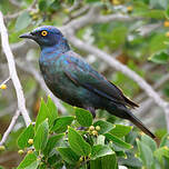 Choucador à épaulettes rouges
