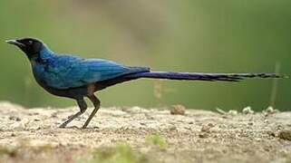 Long-tailed Glossy Starling