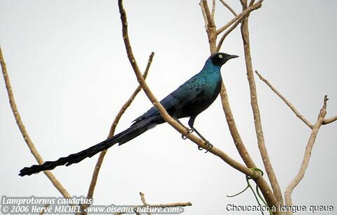 Long-tailed Glossy Starling