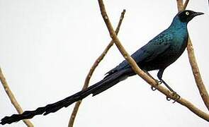 Long-tailed Glossy Starling