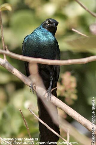 Long-tailed Glossy Starling