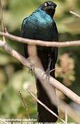 Long-tailed Glossy Starling