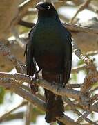 Long-tailed Glossy Starling