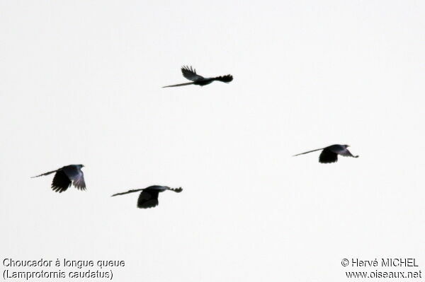 Long-tailed Glossy Starling