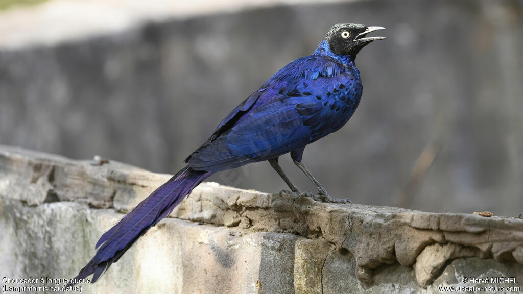 Long-tailed Glossy Starlingadult