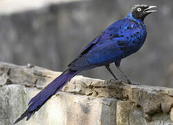 Long-tailed Glossy Starling