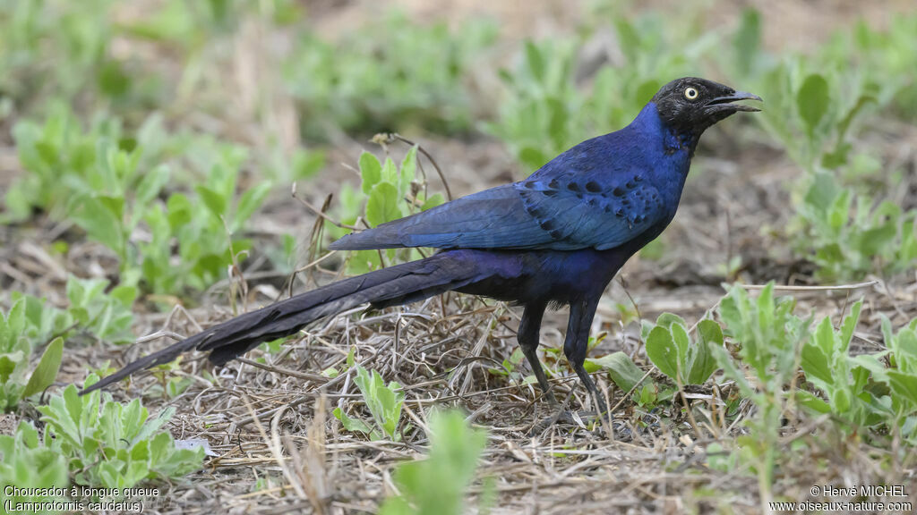 Long-tailed Glossy Starlingadult