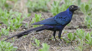 Long-tailed Glossy Starling