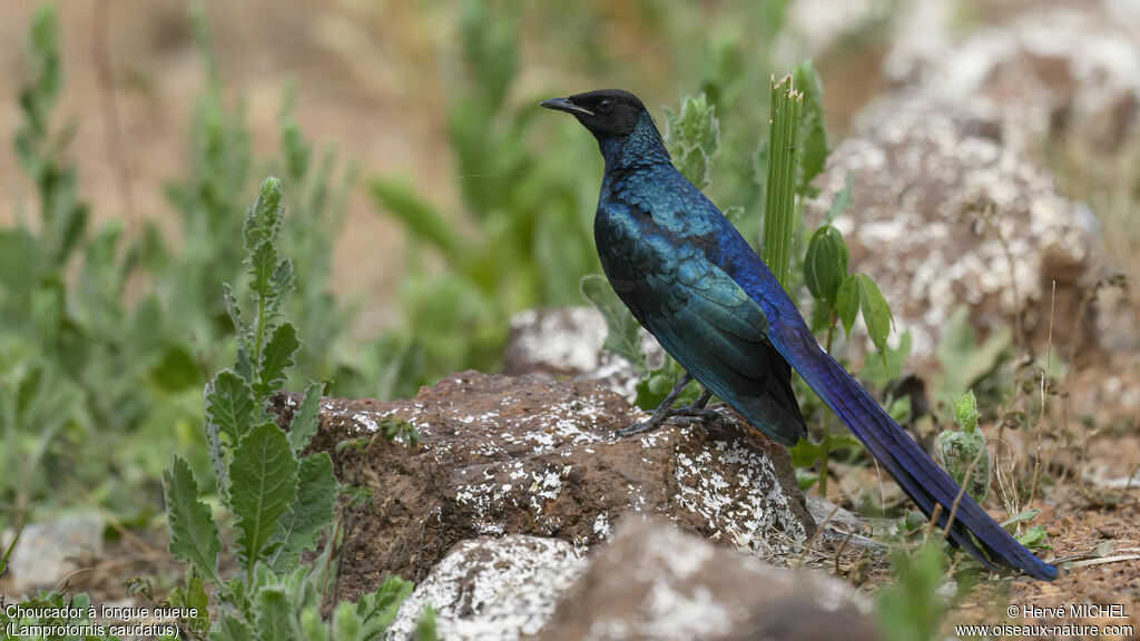 Long-tailed Glossy Starlingimmature