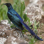 Long-tailed Glossy Starling