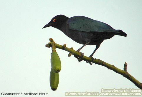 Greater Blue-eared Starling