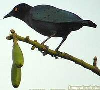 Greater Blue-eared Starling