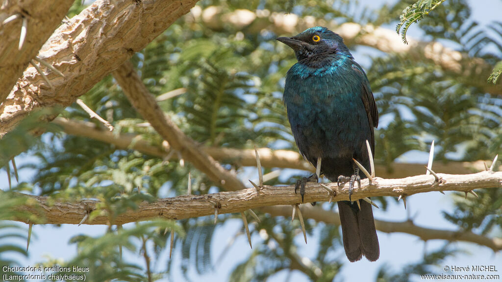 Choucador à oreillons bleus