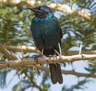 Greater Blue-eared Starling