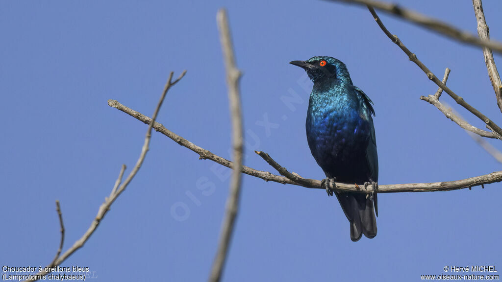 Choucador à oreillons bleus