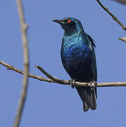 Greater Blue-eared Starling