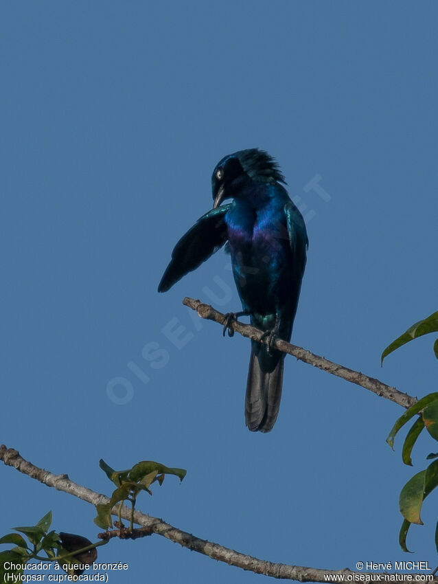 Copper-tailed Starling